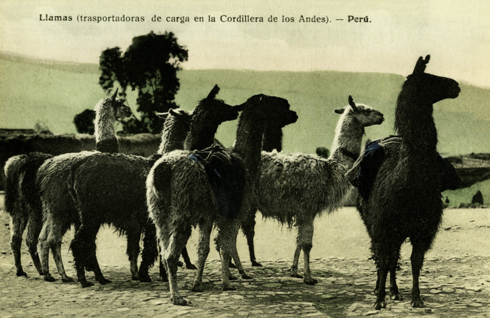 South American Postcard Collectio
