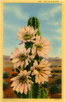 United States – California – Cactus in Bloom