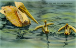 United States – Florida – Mother and Baby Pelicans in Florida