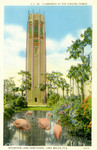 United States – Florida – Lake Wales – Bok Mountain Lake Sanctuary – Flamingos at the Singing Tower