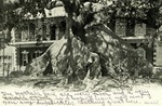 Bahamas – Nassau – The Great Silk Cotton Tree