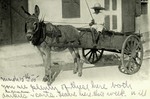 Bahamas – Nassau – Donkey Cart