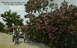 Bermuda – St. Georges Island – Oleanders and Donkey Cart