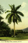 Jamaica – Negril – The Royal Palm B.W.I.