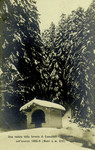 Italy – Camaldoli – Una Veduta della Foresta di Camaldoli nell'Inverno 1905-06