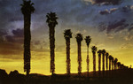California – Fan Palms at sunset in California
