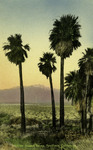 California – Desert Palms, Southern California