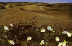California – Verbenas in the Sand Dunes