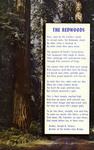 California – The Redwoods