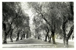 California – Ontario, Beautiful Euclid Avenue