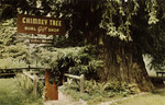 California – Chimney Tree