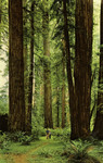 California – California Redwoods