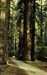 California – California Redwoods
