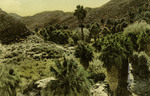 California – Palm Canyon, Palm Springs