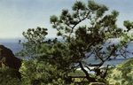 California – Torrey Pine, San Diego